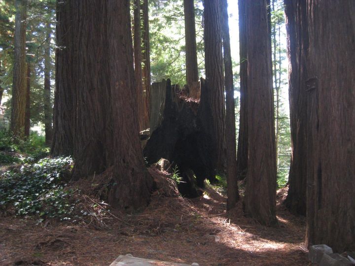 27 Big Tree Way, Woodside, CA | . Photo 14 of 27