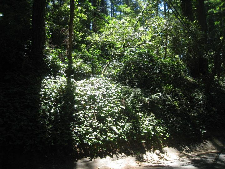 27 Big Tree Way, Woodside, CA | . Photo 19 of 27